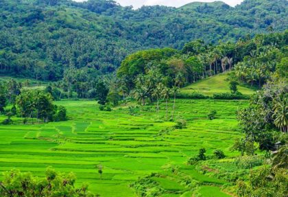 Rice terraces