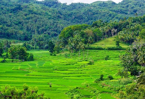 Rice terraces