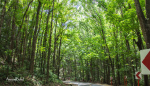 cultural tourism in bohol