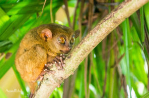 cultural tourism in bohol