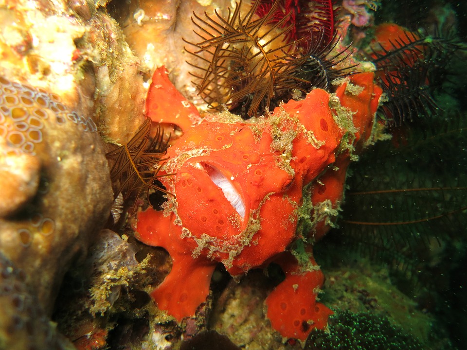aroundboholtopdivespotsfrogfish Around Bohol